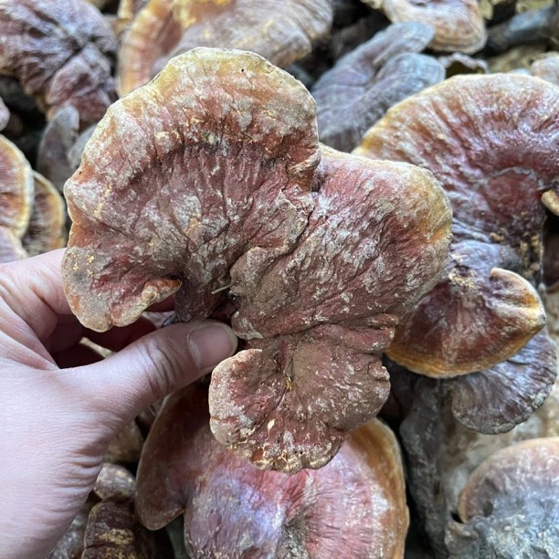云南下山赤芝 深山老林灵芝参 红灵芝250克 500克