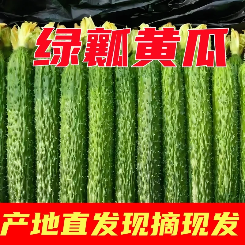 现摘现发河南新鲜黄瓜绿心农家蔬菜带刺水果黄瓜生吃清脆可口5斤