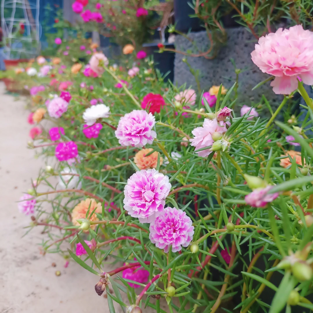 时光屿花 宿根重瓣太阳花混色60根枝条 15个颜色以上