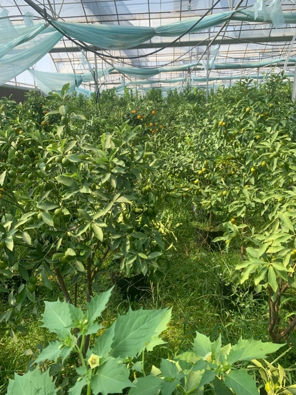 盆栽地栽花园植物