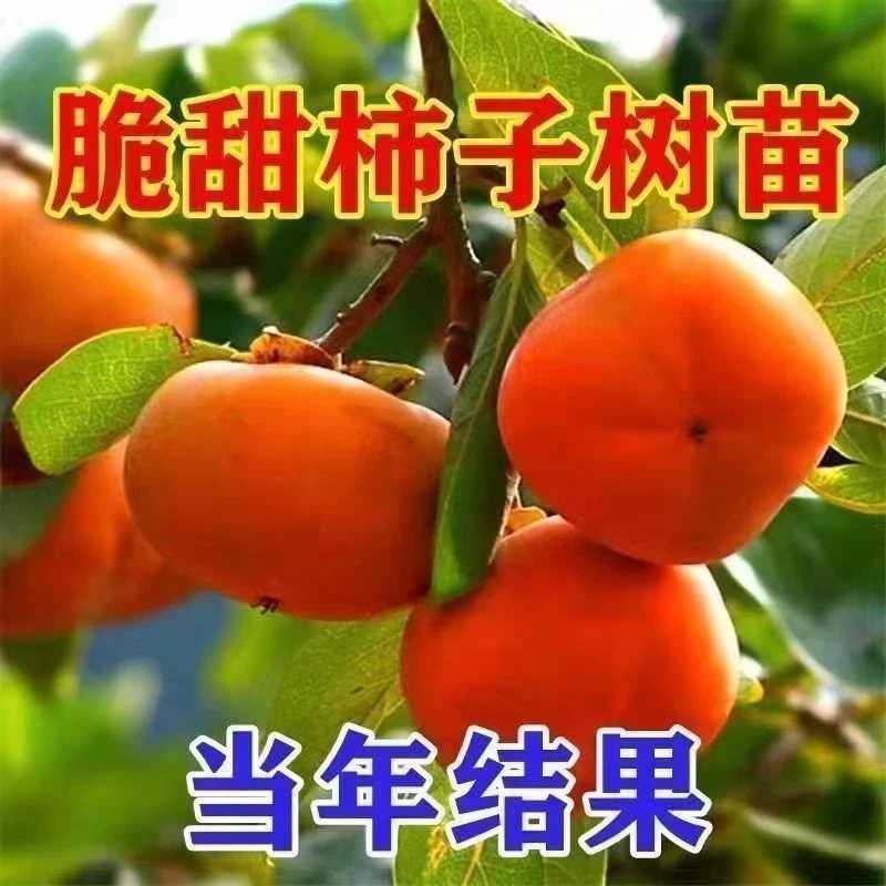 柿子苗树脆甜柿无核柿南北方种植特大庭院地栽当年结果柿子树果苗