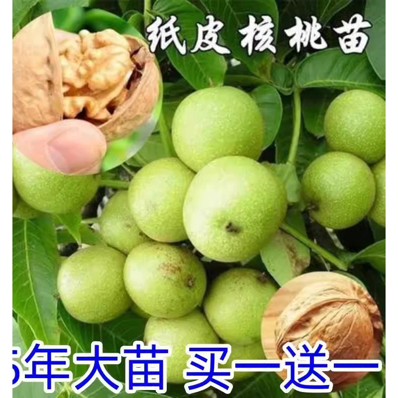 核桃苗8518嫁接苗特大薄皮核桃树苗南北方四季种植果树苗当年结果
