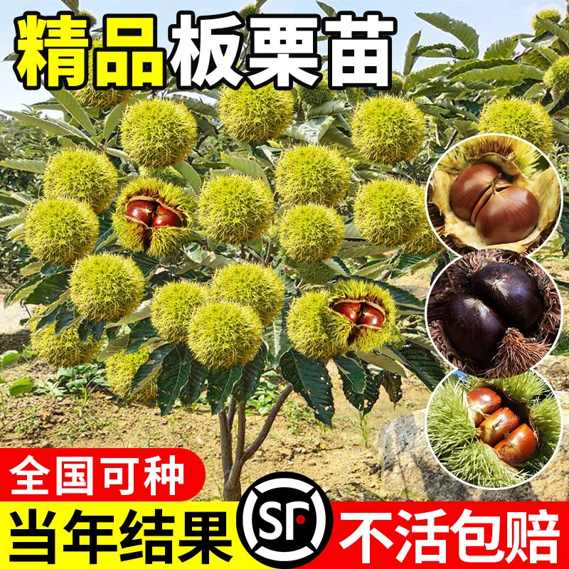 嫁接板栗苗树地栽南方北方种植大红袍特大板栗树果树果苗当年结果