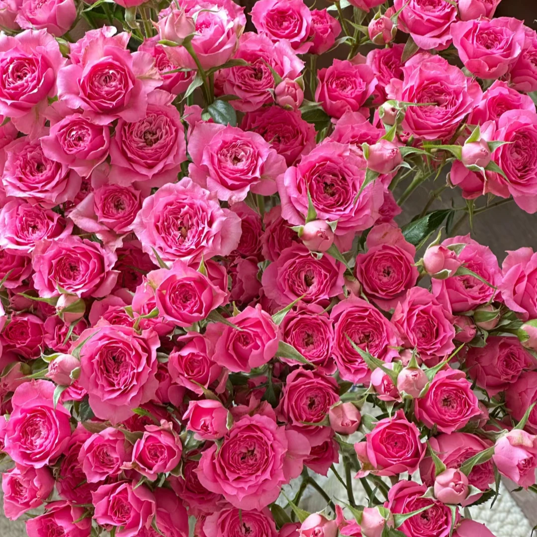 (一单包邮)【苏菲宝贝】1束30个花苞 云南鲜花基地直发