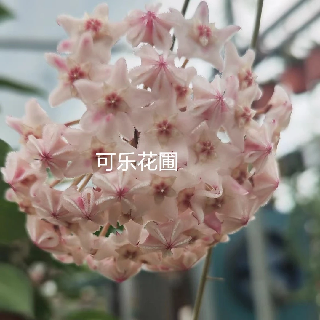 粉花护耳草爬藤大叶品种阳台客厅好养