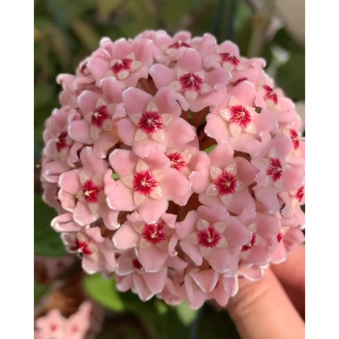 绿叶粉球兰室内阳台藤本植物花卉盆栽好养客厅粉色趣味