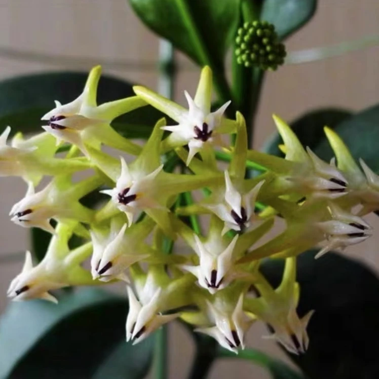 流星外锦球兰花叶流星阳台客厅趣味易开花花美观