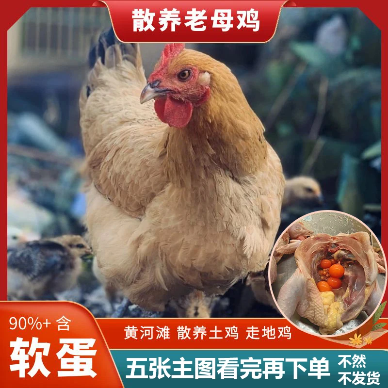 买二送一黄油母鸡共3只约6斤⭐️真空黄脚冷冻老母鸡含内脏农家散养