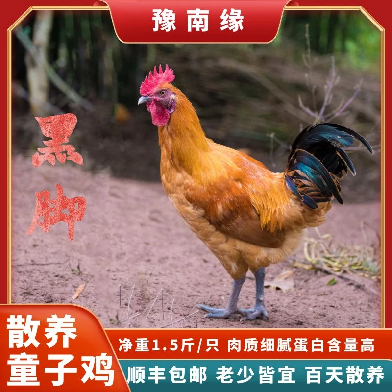 拍2只减10元⭐️农家散养黑脚童子鸡约750克/只新鲜现杀现冻发顺丰
