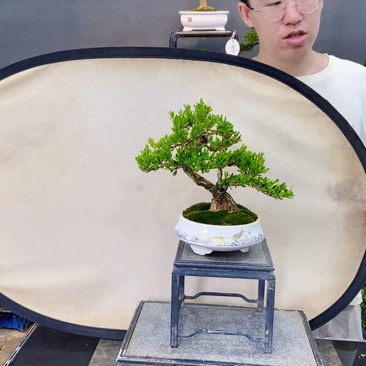 黄杨黄杨盆景四季长青