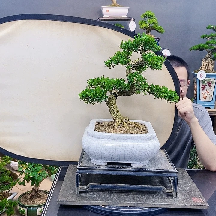 黄杨盆景四季长青黄杨盆景四季长青