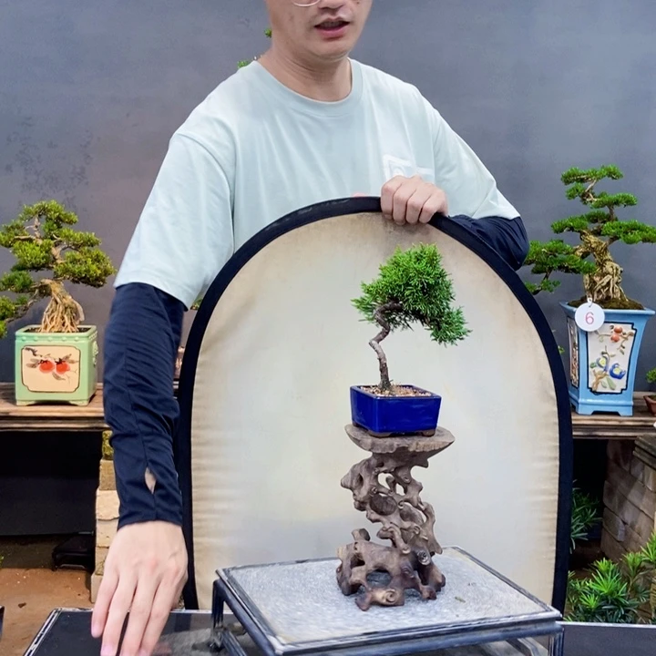 黄杨黄杨盆景四季常青