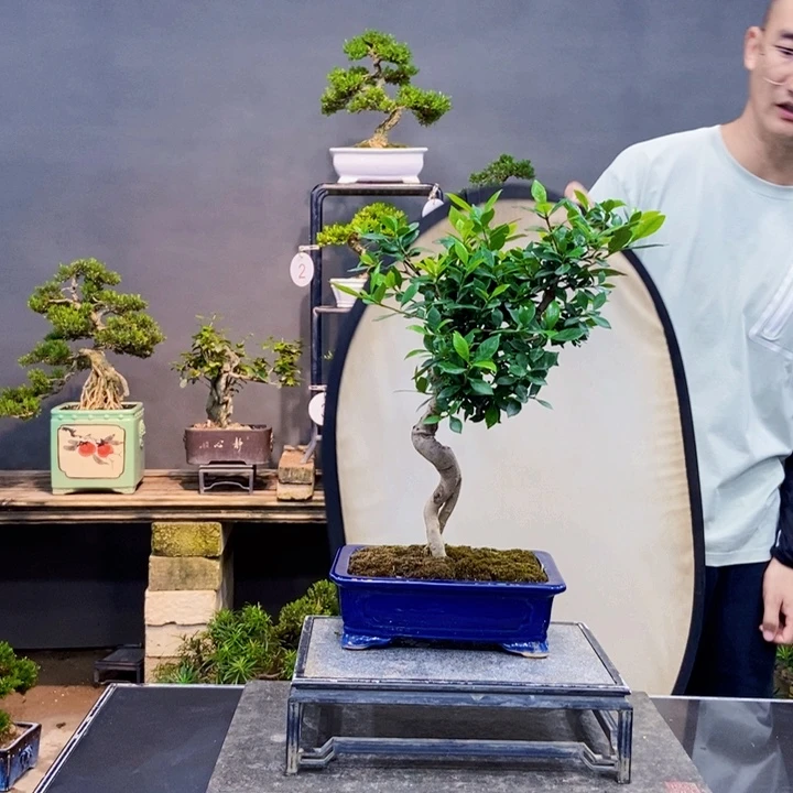 黄杨盆景黄杨盆景四季长青