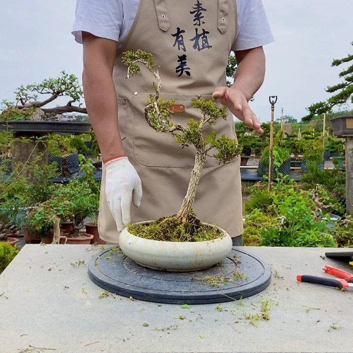 黄杨盆景四季常青不落叶L*森