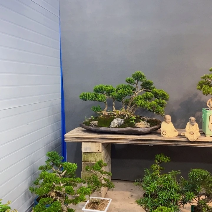 黄杨盆景四季常青黄杨盆景四季长青