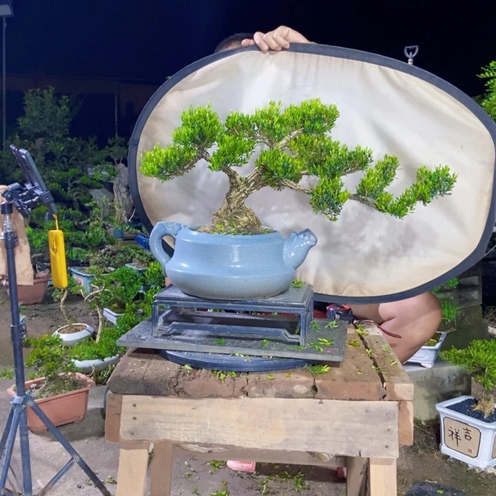 黄杨黄杨盆景四季常青