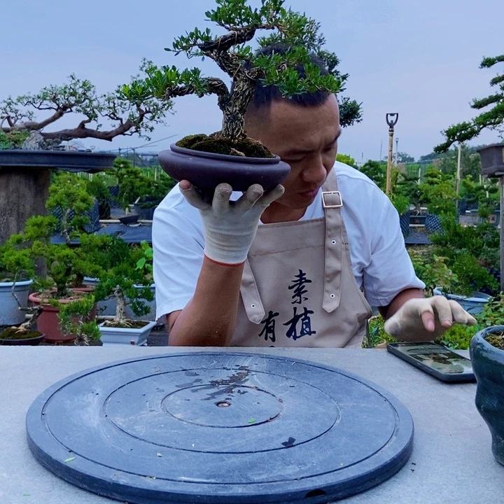 黄杨盆景四季常青不落叶金**烤