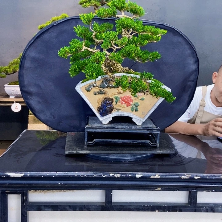 黄杨盆景四季常青不落叶