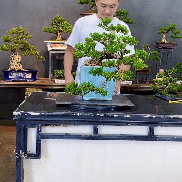 黄杨盆景四季常青不落叶