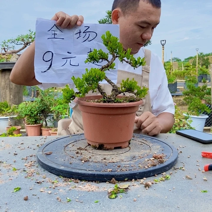 黄杨盆景四季常青不落叶江*