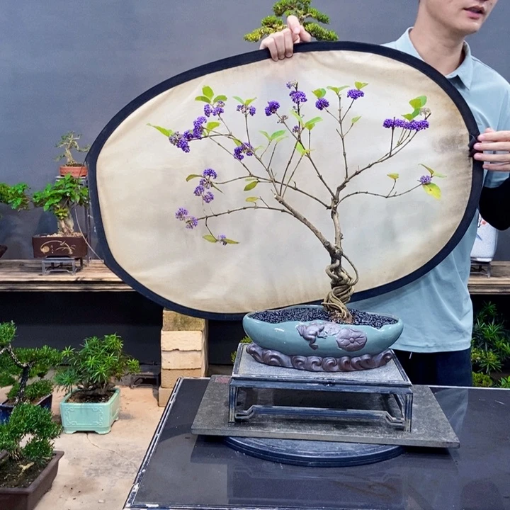 黄杨黄杨盆景四季常青