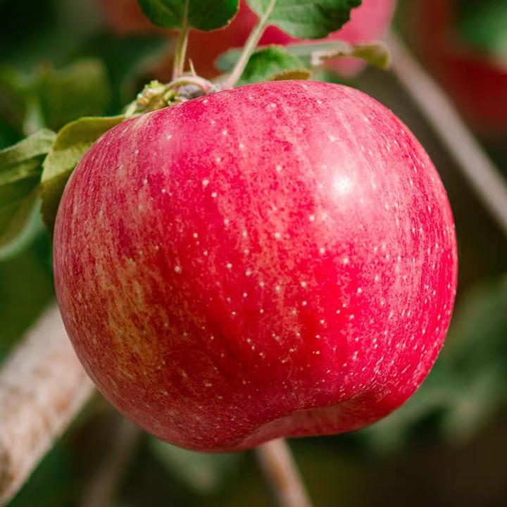 【阿克苏冰糖心】正宗新疆糖心苹果果味清甜现摘现发当季新果脆甜