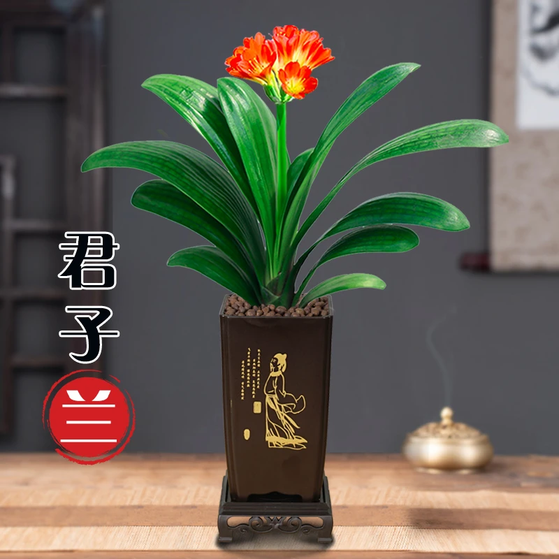 君子兰盆栽盆景圆头和尚室内客厅四季花卉开花植物好养桌面绿植