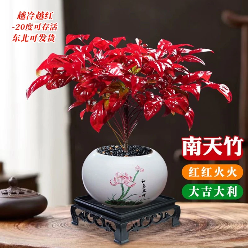 火焰南天竹盆栽观叶盆景好养易活耐寒绿植书房茶桌禅意红叶微景观