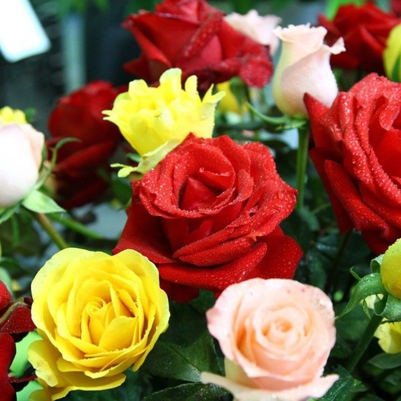 四季易种带刺月季玫瑰花种子盆栽花种室内外蔷薇花卉波斯菊种子