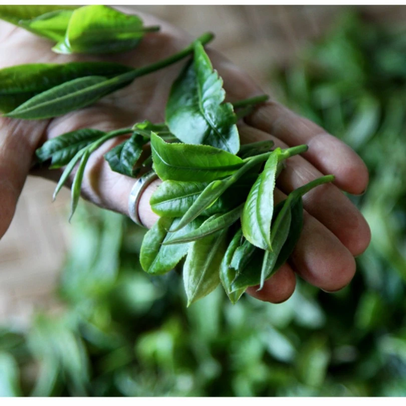 2022忙肺·古树春茶  普洱茶生茶100g散茶
