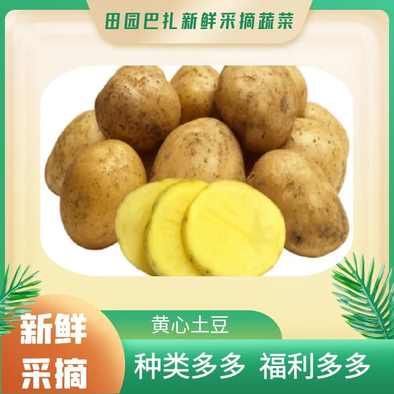 【口感绵软】南山黄心土豆2kg