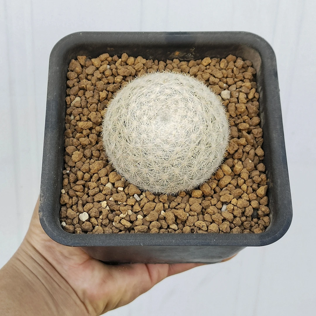 仙人球商品100元