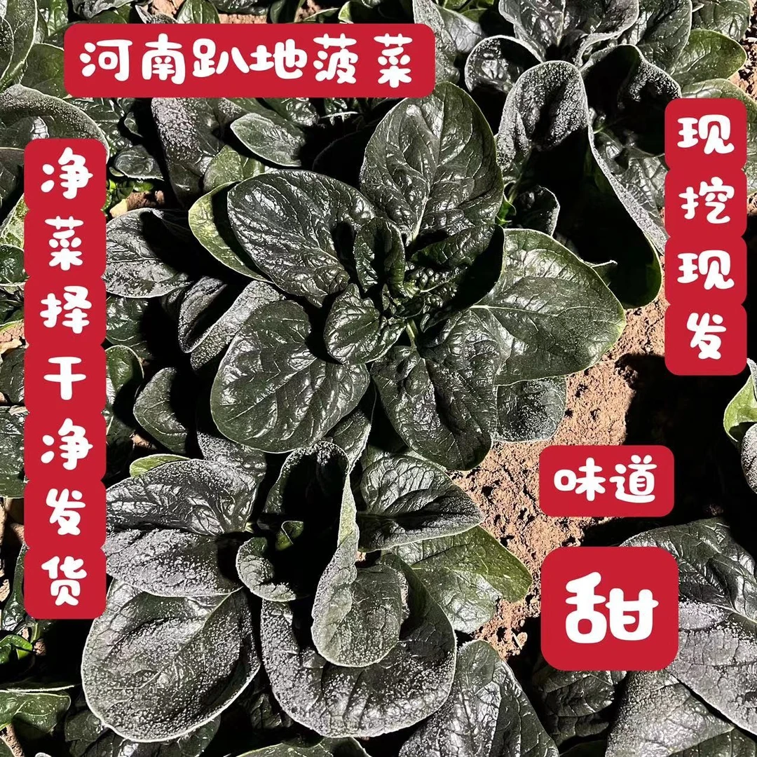 河南菠菜软糯香甜大叶红根矮杆农家自种新鲜蔬菜青菜3/5/10斤包邮