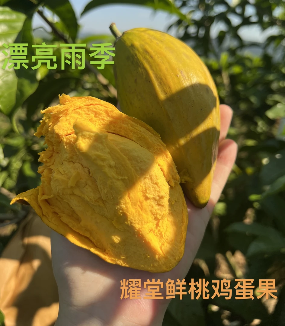 西双版纳鸡蛋果软糯香甜纯甜细腻生态种植现货仙发新鲜采摘高营养