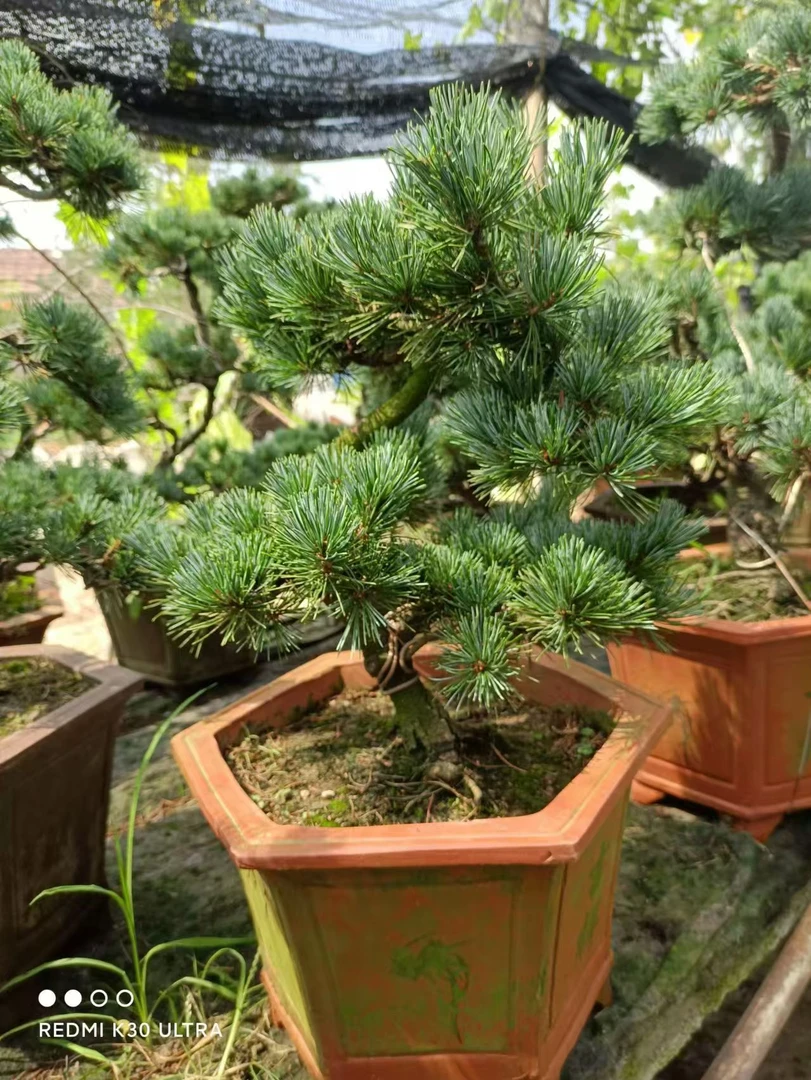 精品五珍松，易存活。