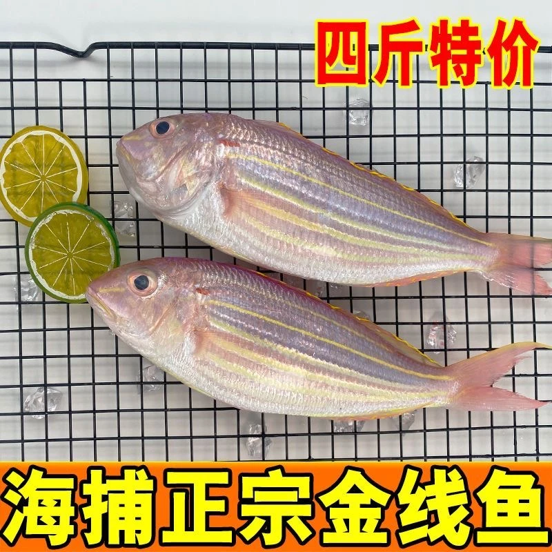 广东海捕新鲜金丝鱼【1斤3/4条4斤15条左右】