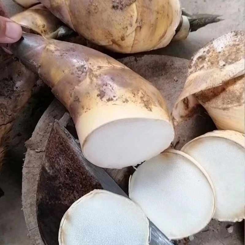 爆款绿竹马蹄笋重庆竹笋鲜笋脆嫩福建现挖竹笋马蹄笋鲜竹笋水果笋
