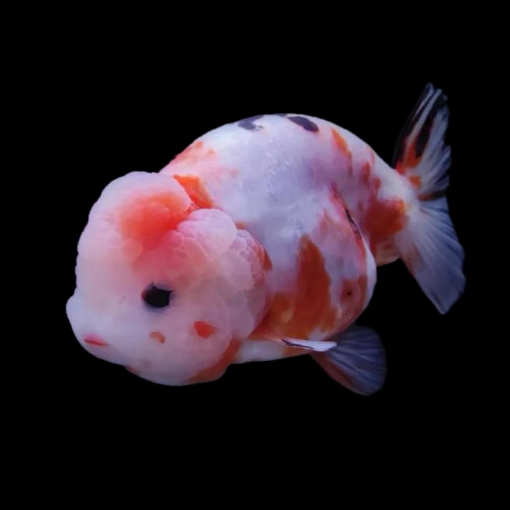 兰寿金鱼观赏鱼（直播专用私拍不发）