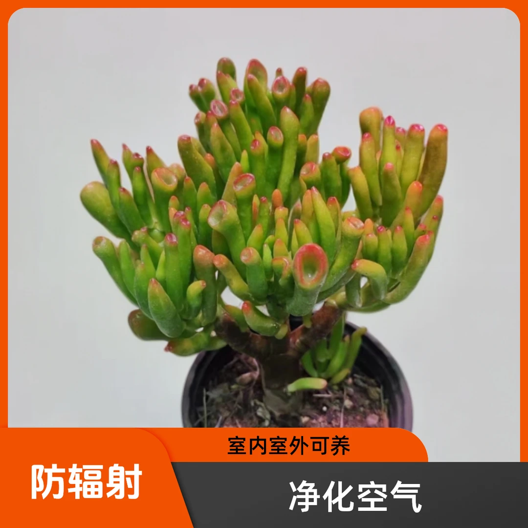 老桩吸财树肉植物 新手好养 室内室外可养盆栽植物[2单包邮】