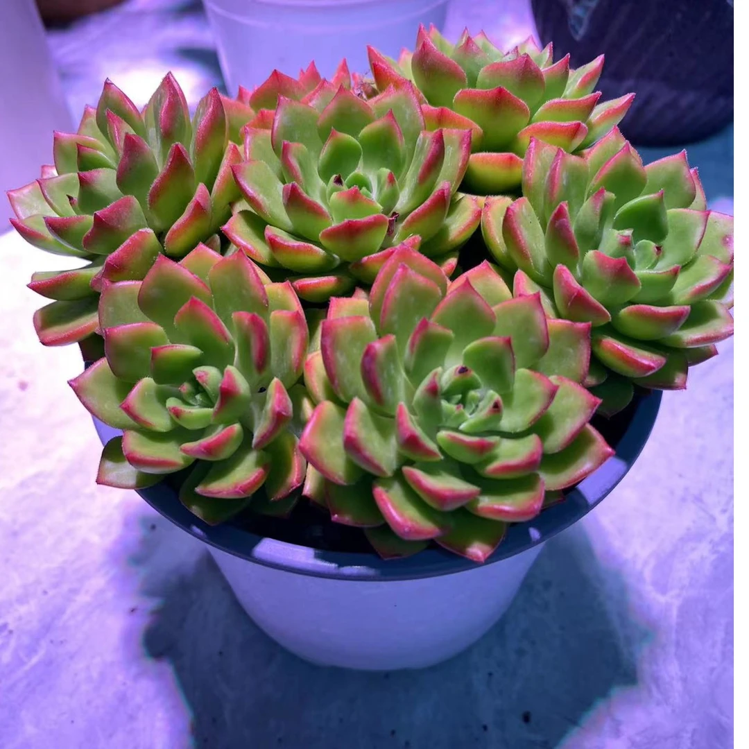 玫瑰火焰蒂亚 多肉植物 耐寒耐热 新手好养 带塑料盆发货