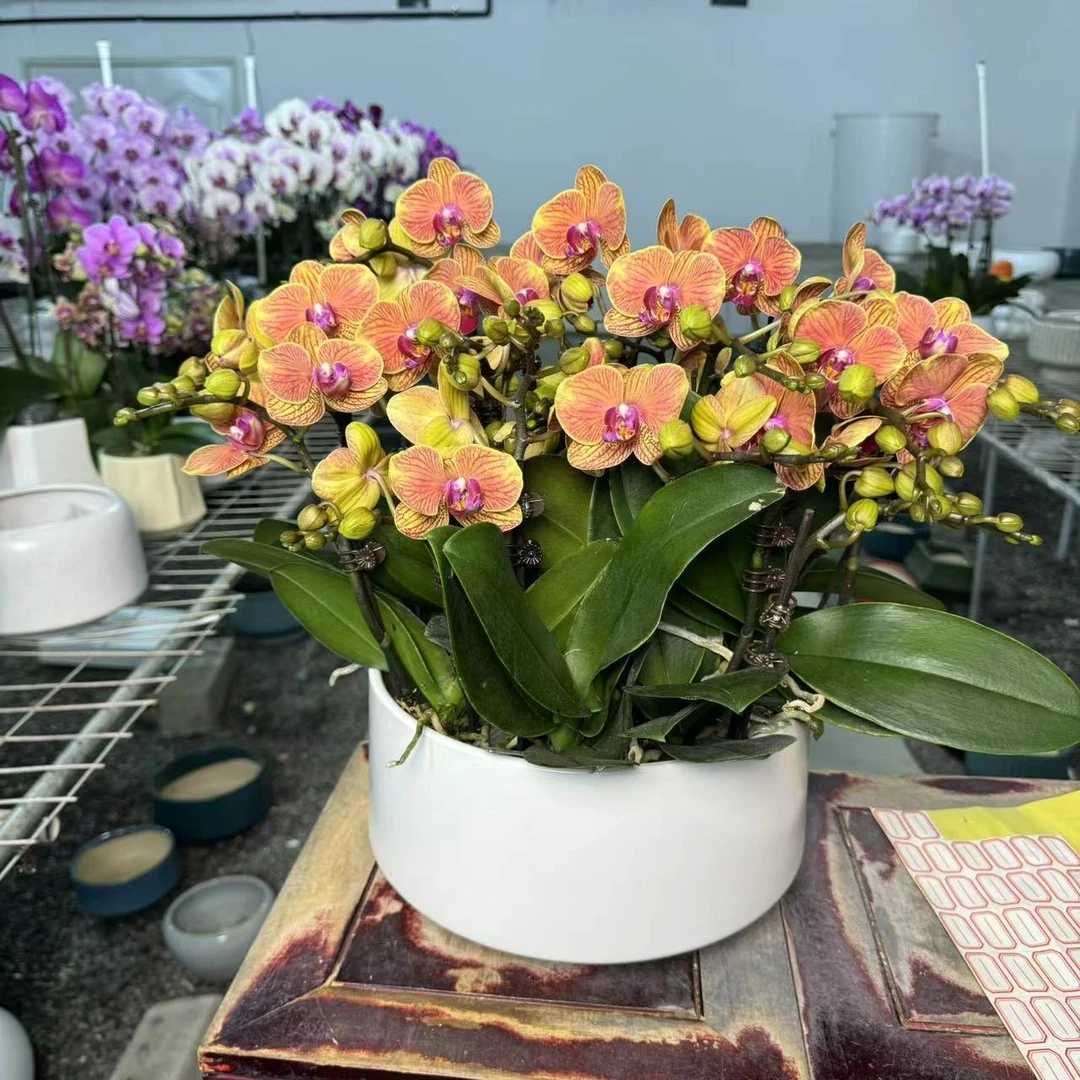 【吉利】橙色系蝴蝶兰带闪边3个月花期带盆