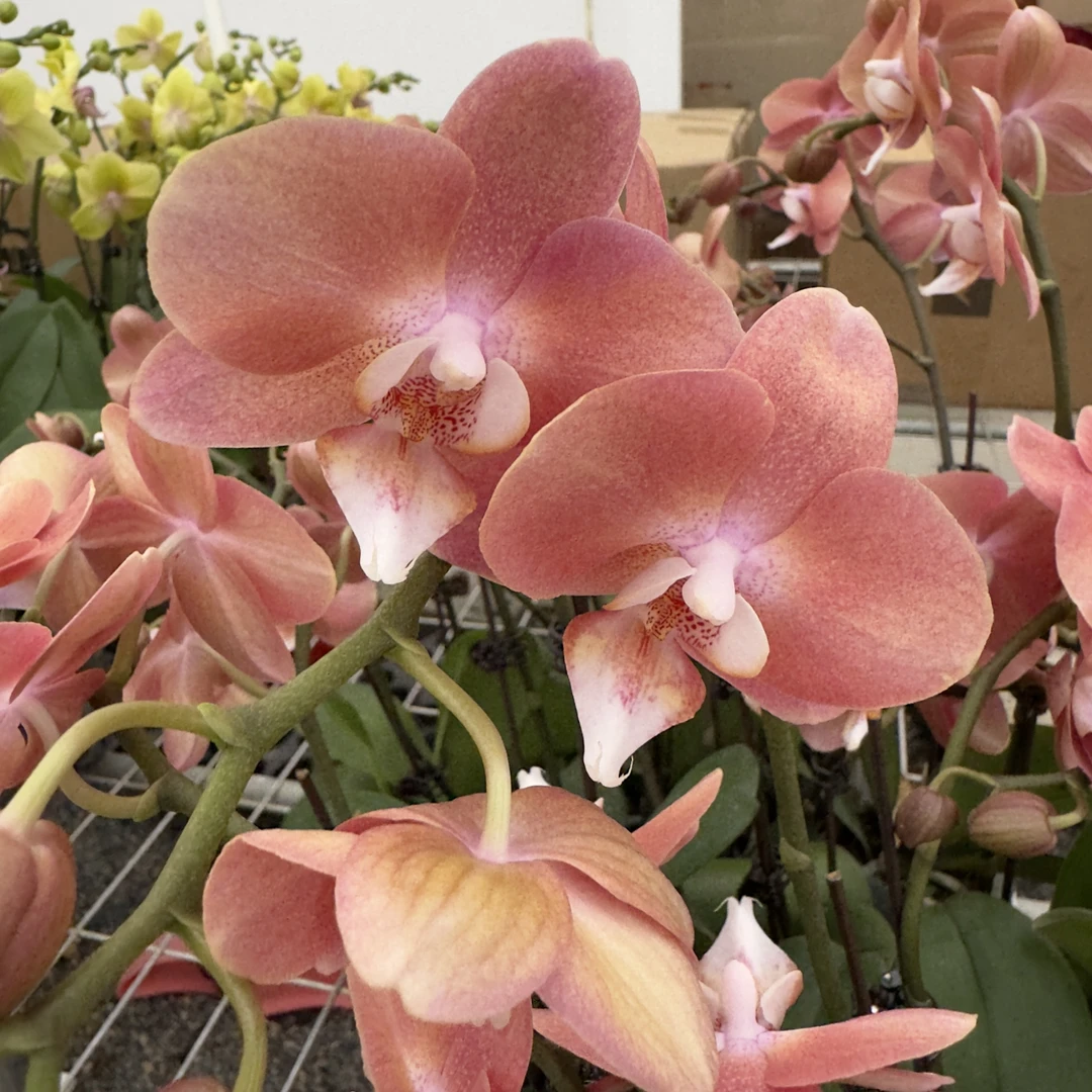 【鲑鱼】三文鱼色系蝴蝶兰室内花色冬季盆栽兰花带盆