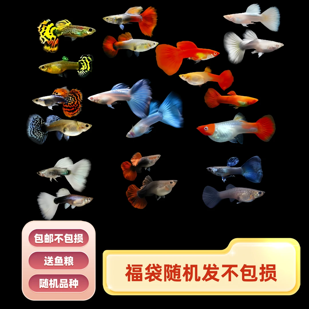 直播间福袋奖品2-6条鱼随机发  福袋包邮不包损
