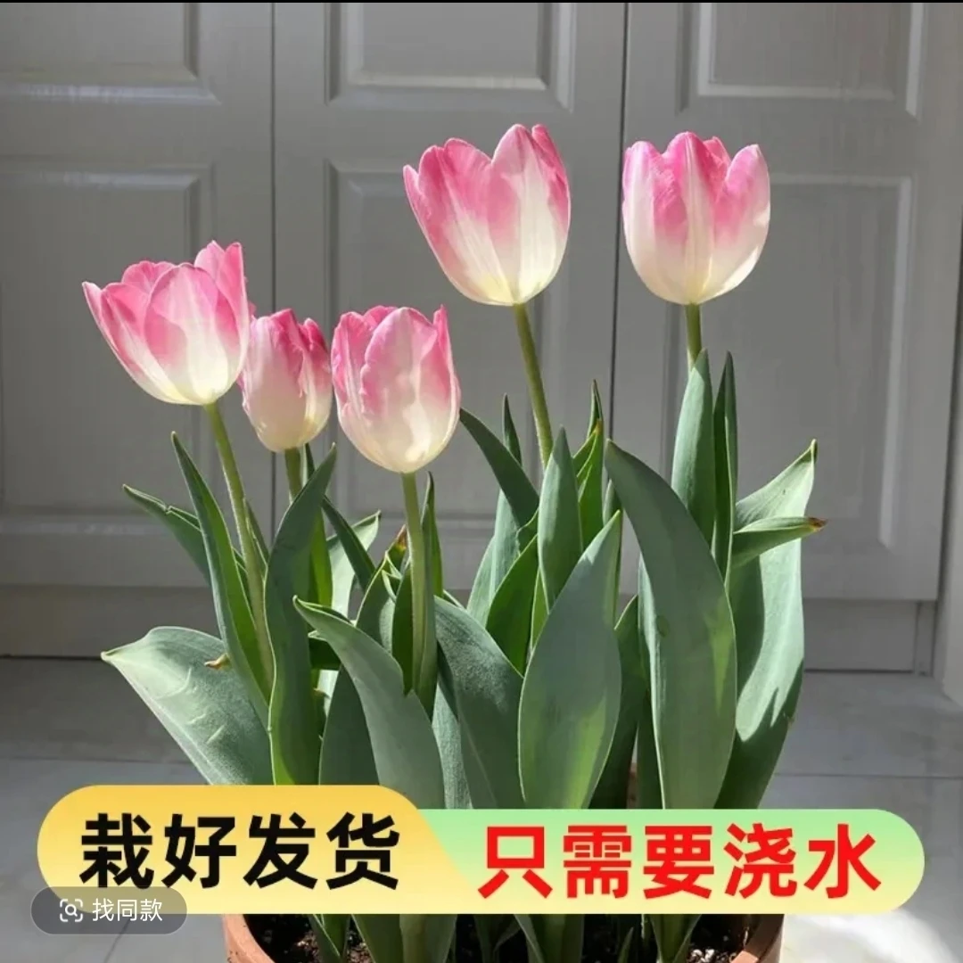 【郁金香5度球】荷兰进口种球新手阳台土培水培室内外盆栽地栽花苗