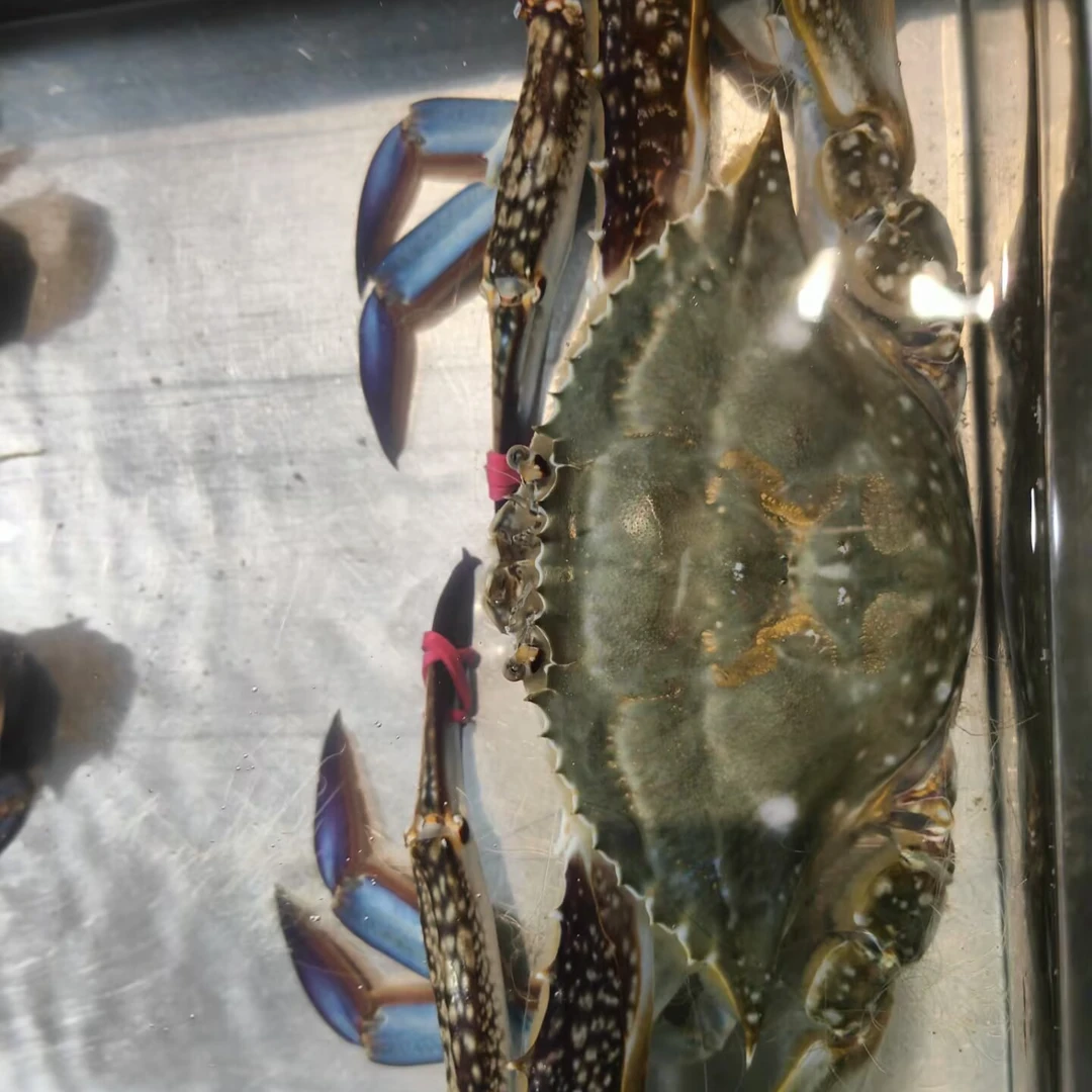 【保鲜不保活】包肥 螃蟹梭子蟹海鲜新鲜充氧 烟台发货 3斤装3两/只