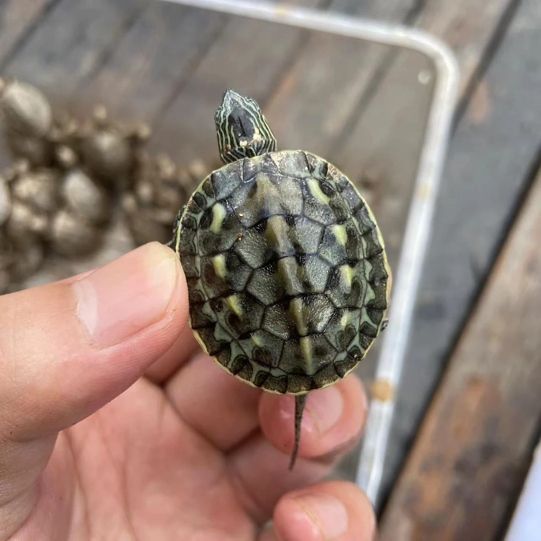沈氏龟鳖宠物龟珍珠龟苗龟草龟花草杂乌龟吃菜龟中华花龟龟苗