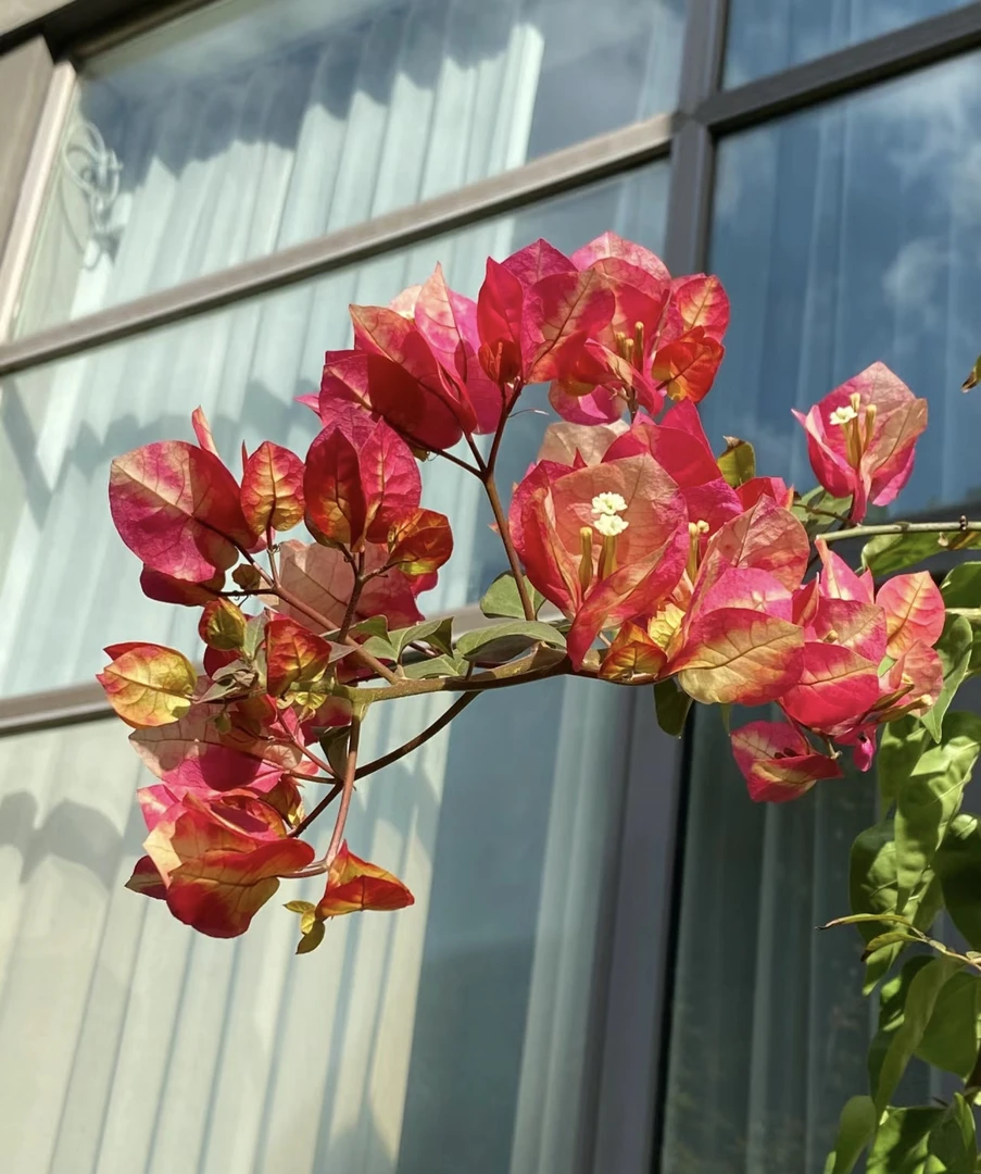 【印度画报】三角梅四季勤花爬藤植物阳光庭院绿植观赏