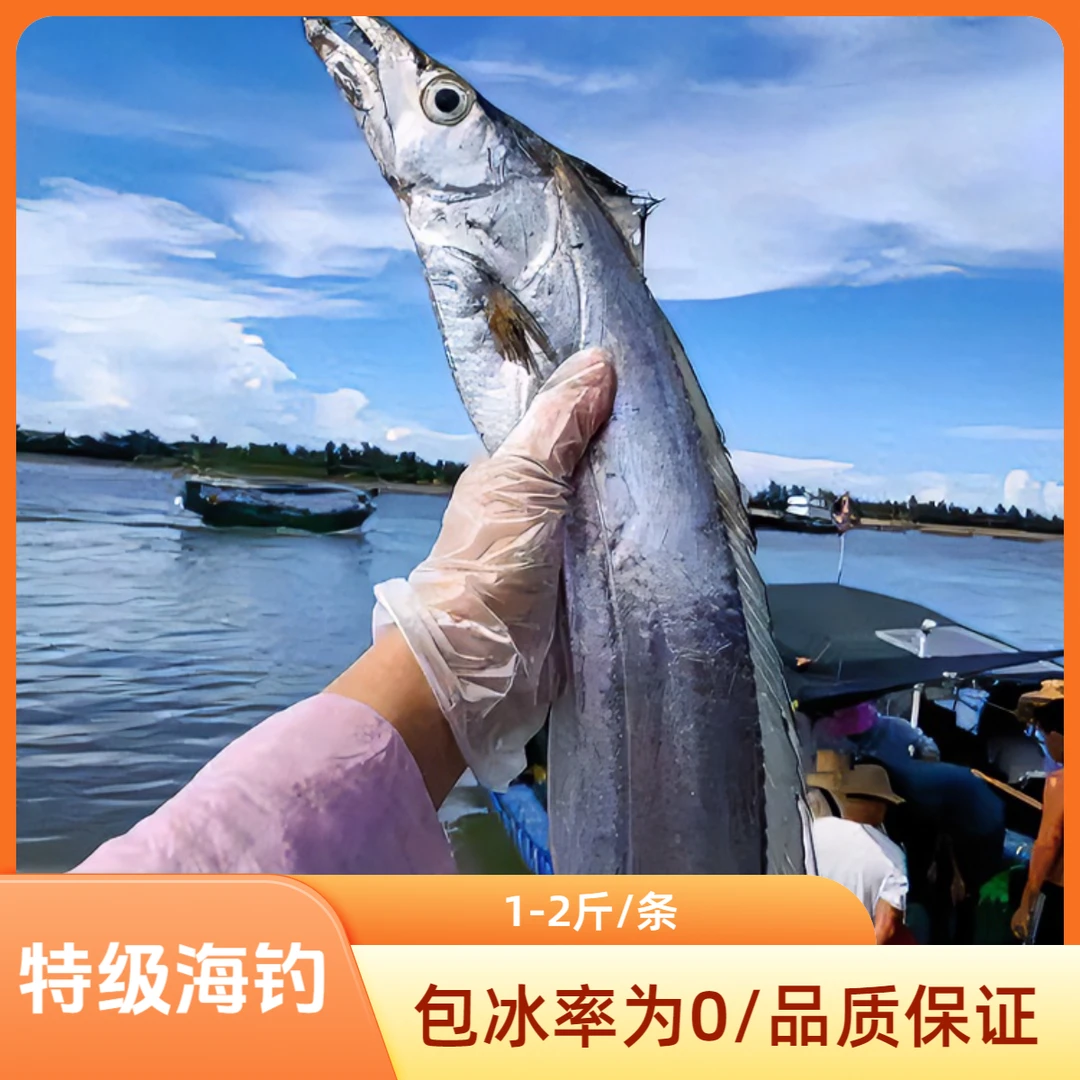 海钓带鱼新鲜青章带野生手钓特大汕尾本港海钓家常鱼刀鱼海鲜海鱼
