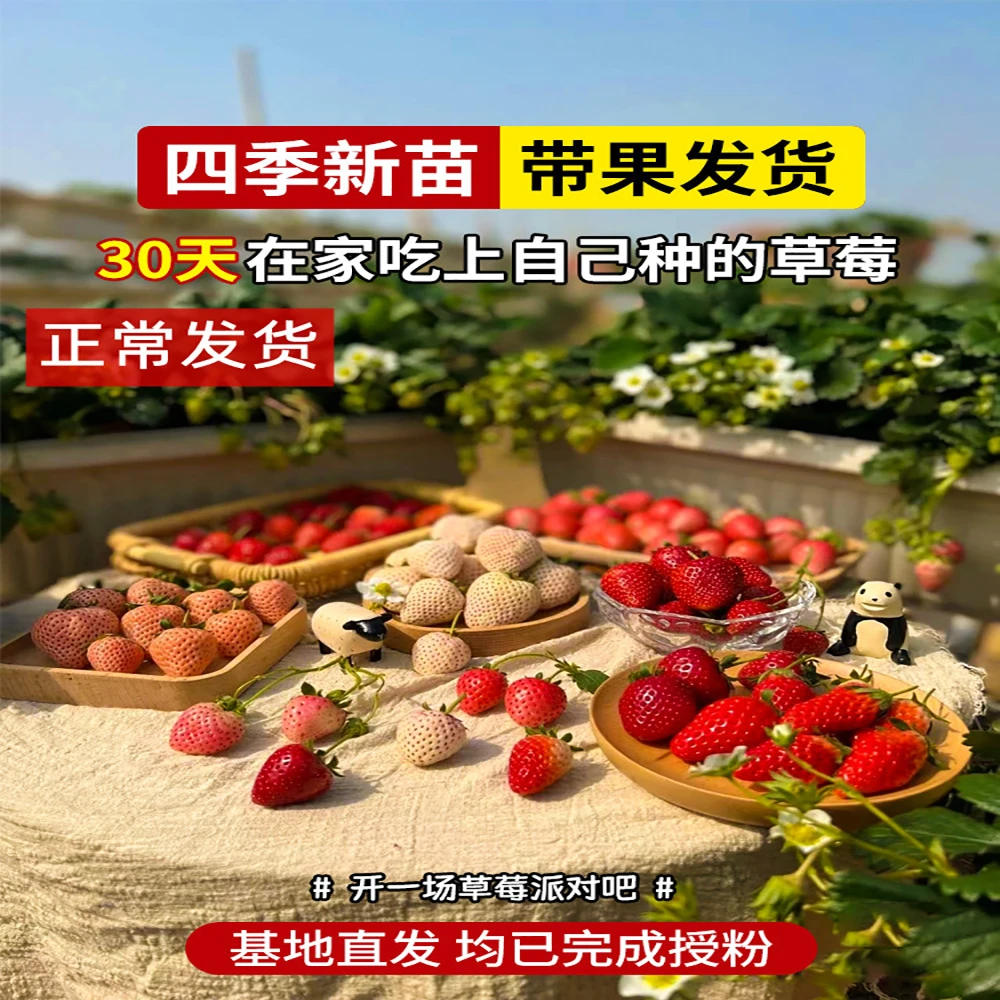 奶油草莓盆栽带盆带土四季结果阳台庭院种植带花带果春季多花爆盆