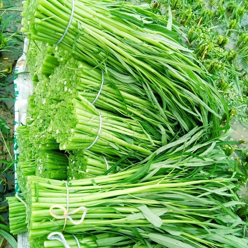 徐闻送上门-空心菜 约480g以上/把